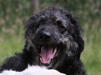 Puppys van Bliss040622-0087